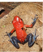 Even frogs in Costa Rica are different